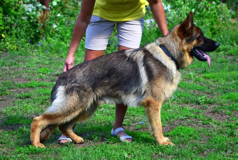 FANHIL HAUS POVELITEL HAN