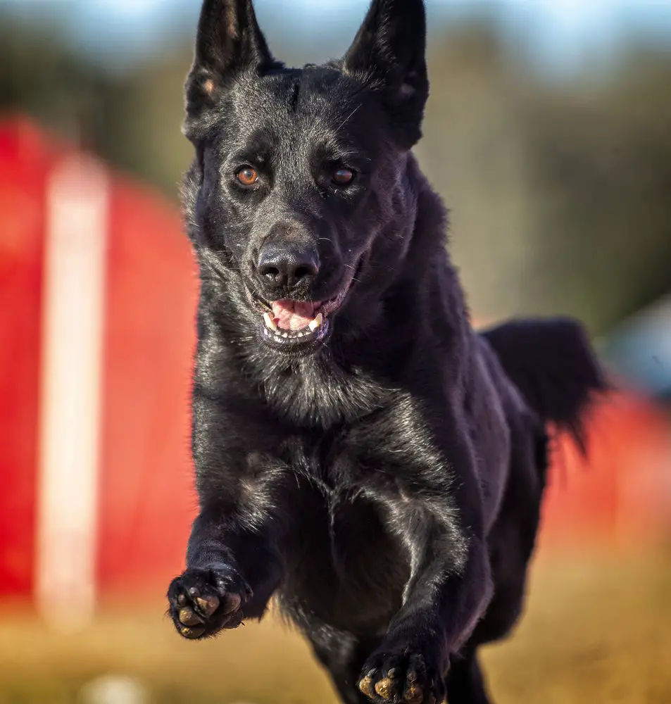 Cymbre Rose von Schattenhaus