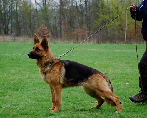 Výborná Cilka ze Znojemských Čas