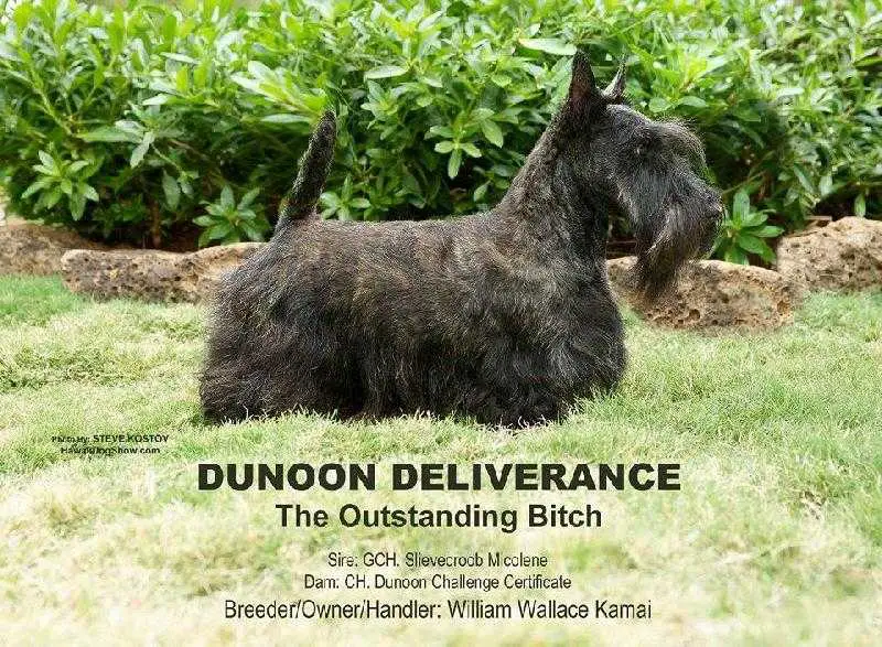 AM CH Dunoon Deliverance