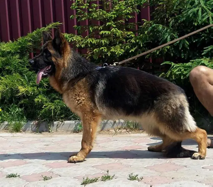 VASILISA FON KRISTIN HOF