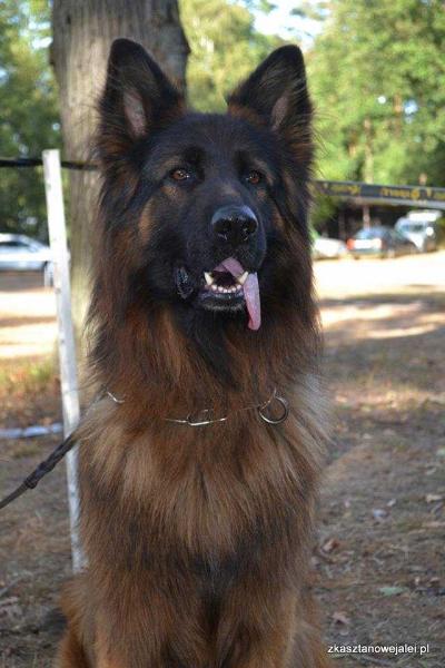 Jantar z Kasztanowej Alei