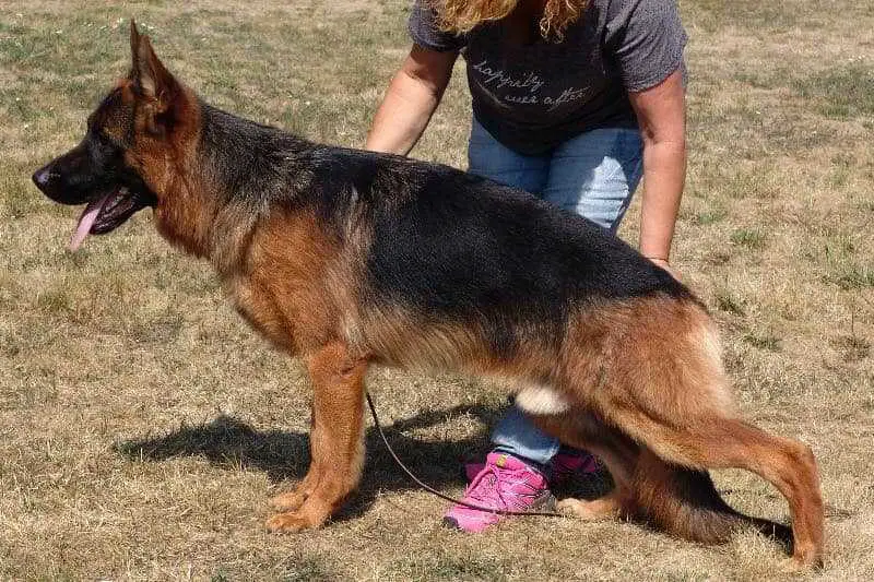 VALENTINO VOM ZELLWALDRAND