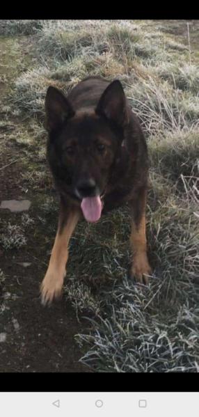 strike von hamilberg