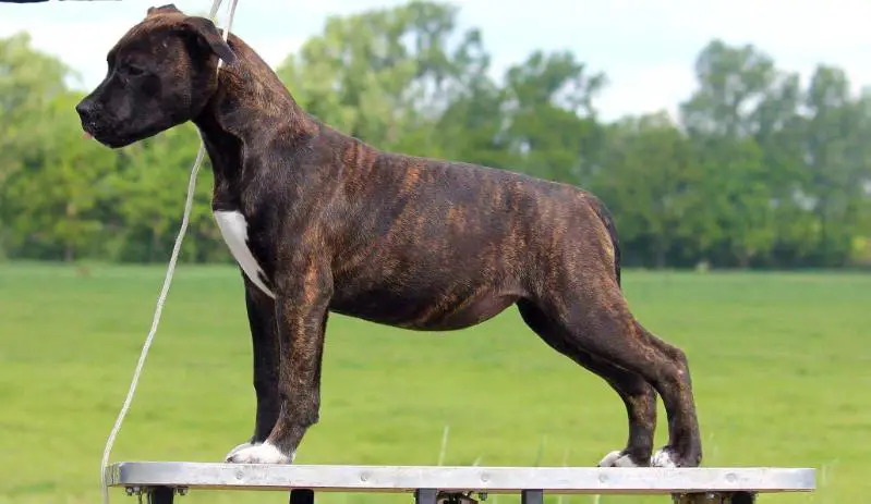 Moonrising Catwalk Criminal