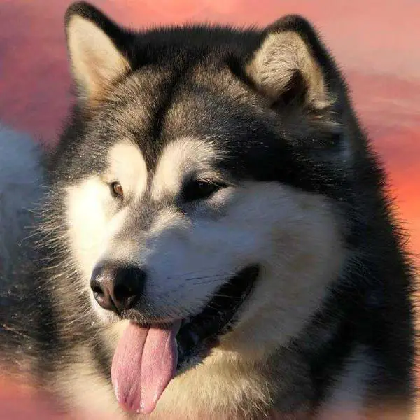 Pameiyut Dear to Dream