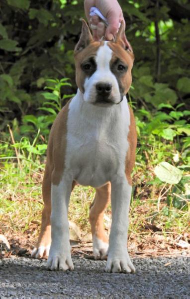 Skyblue Katet The Thorn Within