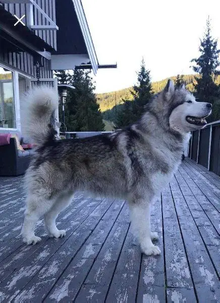 Camipato's Frozen Shadow