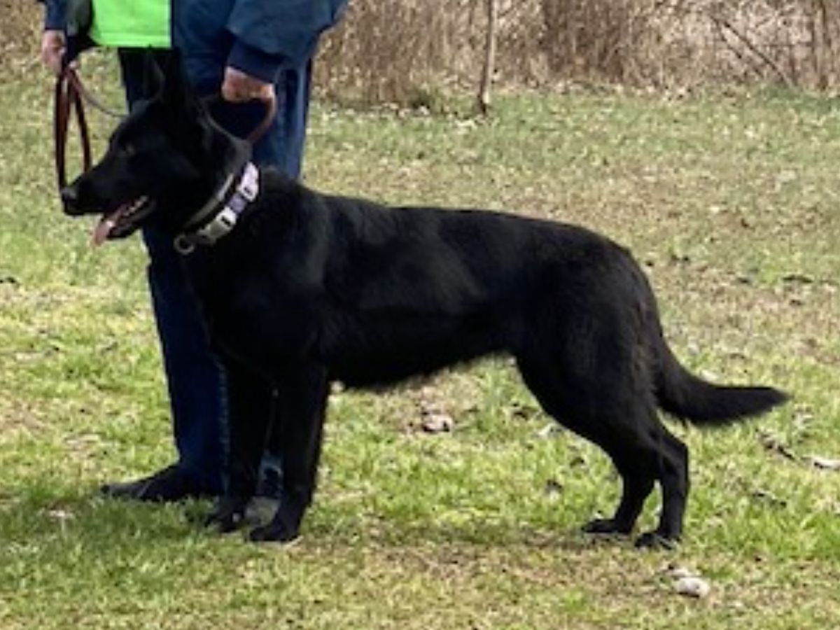 CGC Wai'Ola Wynter of Sapphire Mountain