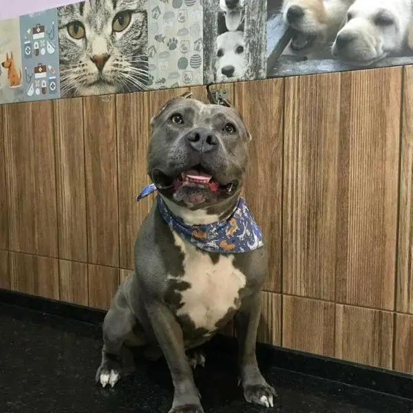 Estrela Dorada Walker