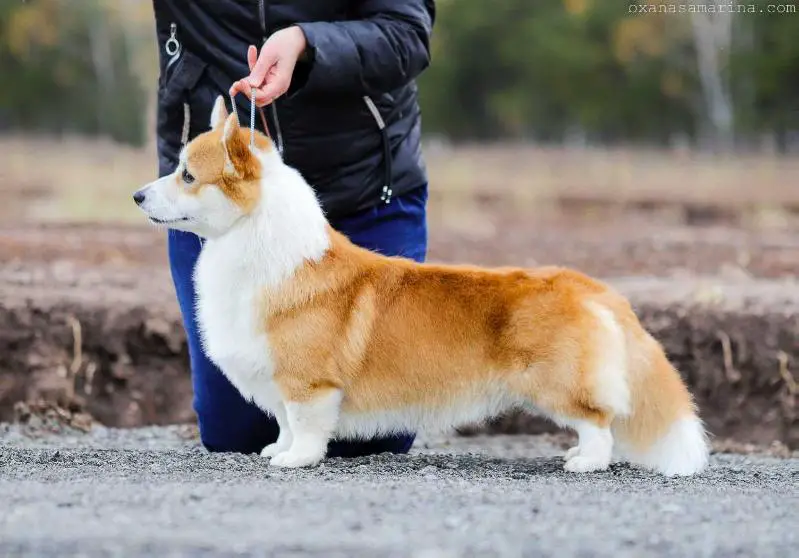 ANDVOL BITTERSWEET SPELL