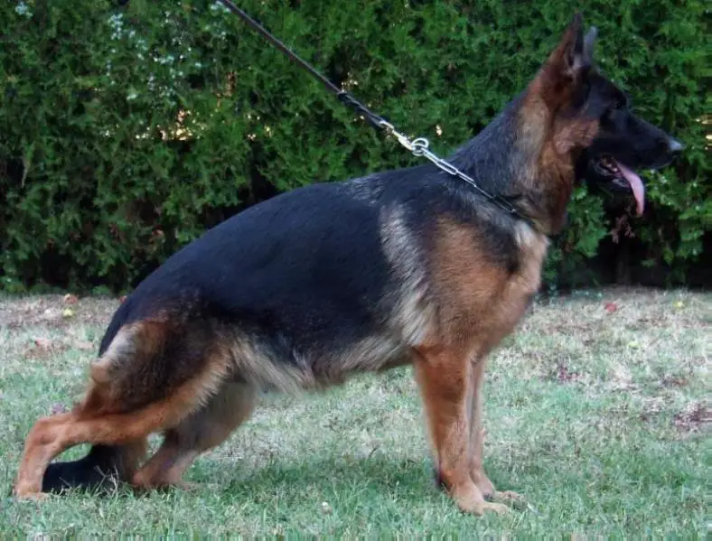 SG Madonna od Zorana Rusa