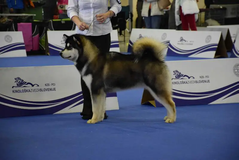 JCH Slo My Fair Lady Polarni usvit