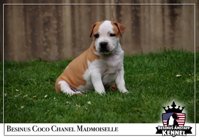 Besinus Coco Chanel Madmoiselle