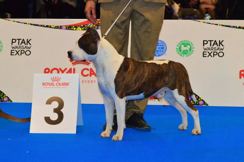 Bonus Special of Fianna Team