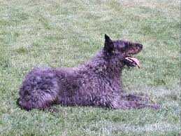 Tulasne de la Genesis