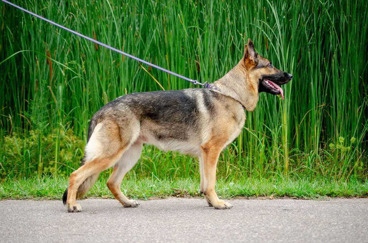 SG Brynn vom Adlerland