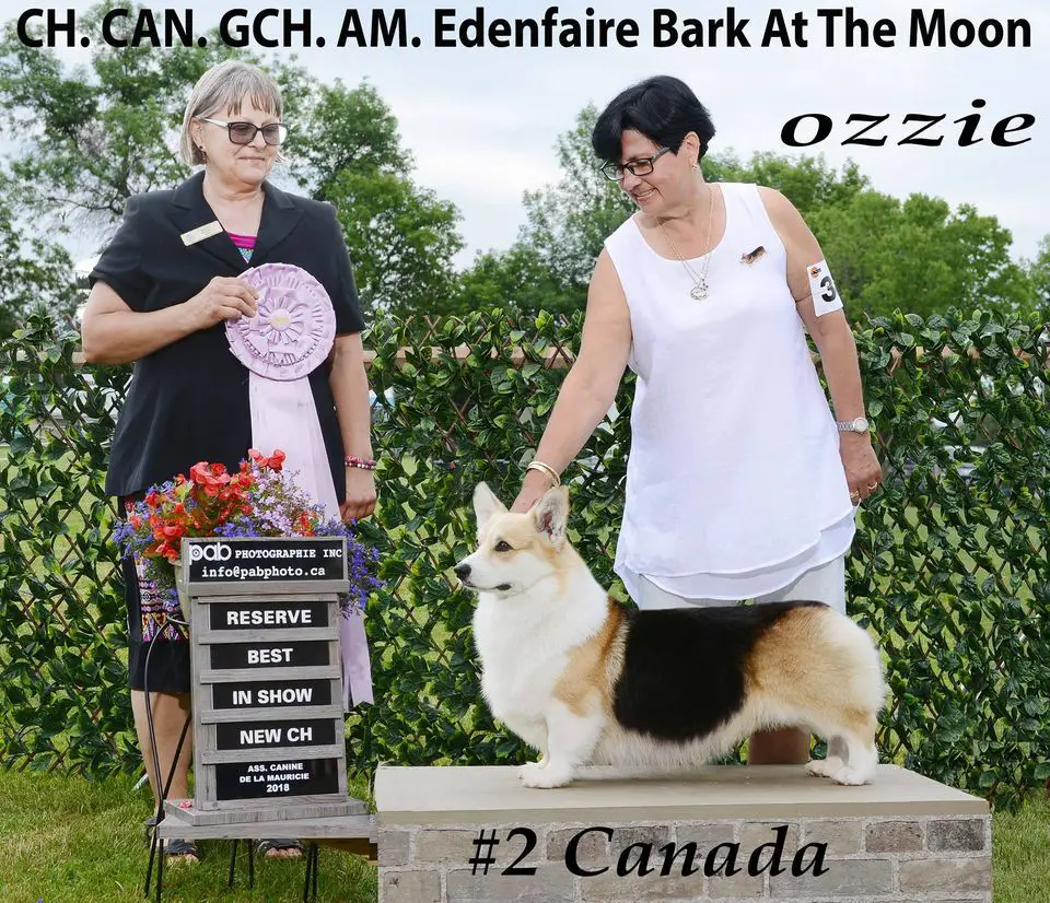 GCH Can. GCH AM Edenfaire Bark At The Moon