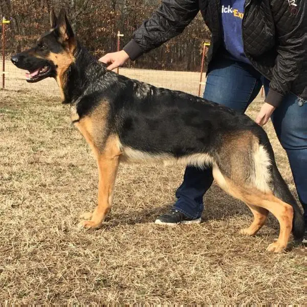 Andeigh Von Der Burg Austerlitz