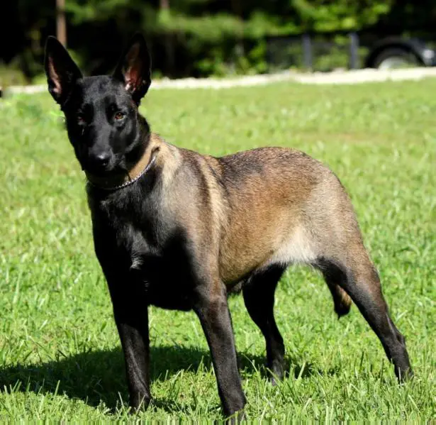 Noa Chien Policier