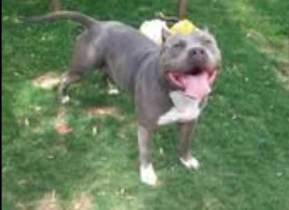 OUTLAW PITS' BOOGIE WOOGIE