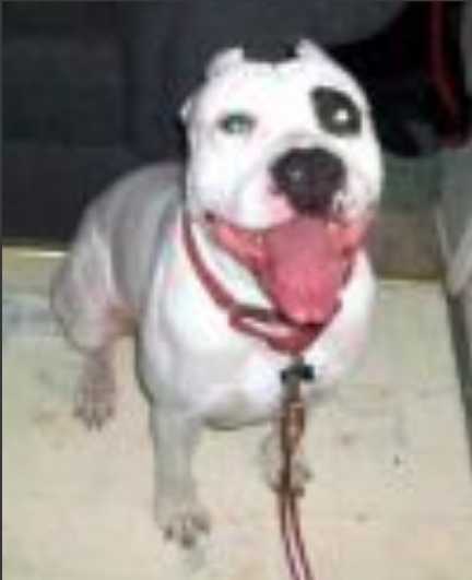ROCCO OF BIG BONE