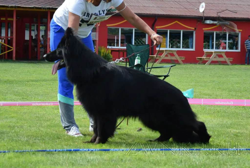 CH (RUS, BLR)  Jr Ch NKP Team Zilber Wasserfall FREYA