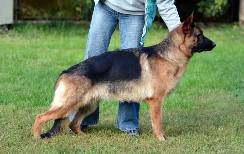 Fonte Fideliti Oliviya