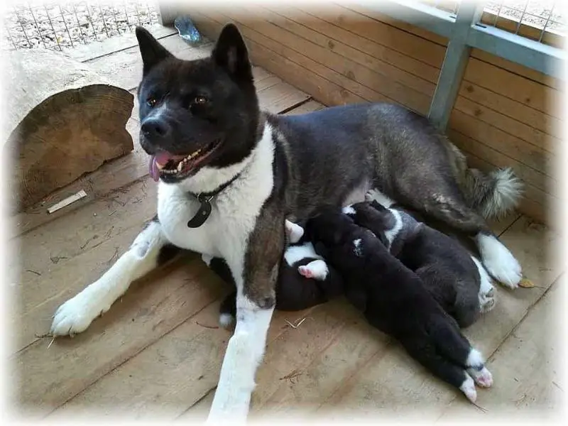 Eleonora De GabriTho