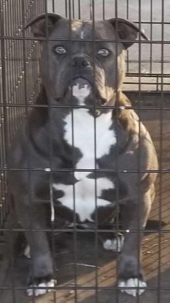 Thompson's Lola Blu of Koncrete Jungle Kennel's