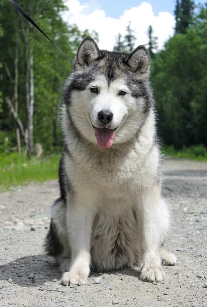 Geynor Zvezda Udachi