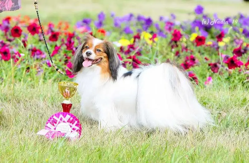 VJWW'2016,C.I.B.Ch,JChRus,JCh KZ,JChClub,ChRus,ChKZ,ChKG Semicvetik Dalida delightful (PH)