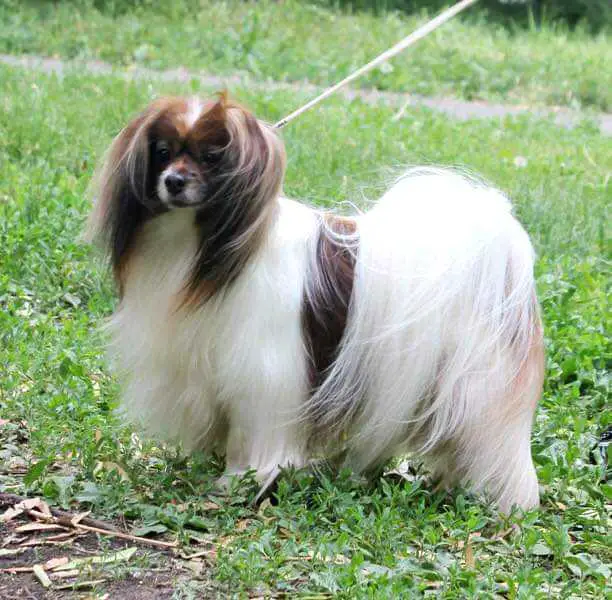 JCH RUS, Ch RUS, JCH Club, CH Club, CH RKF BLICCI'S KING OF MAGIC (PH)