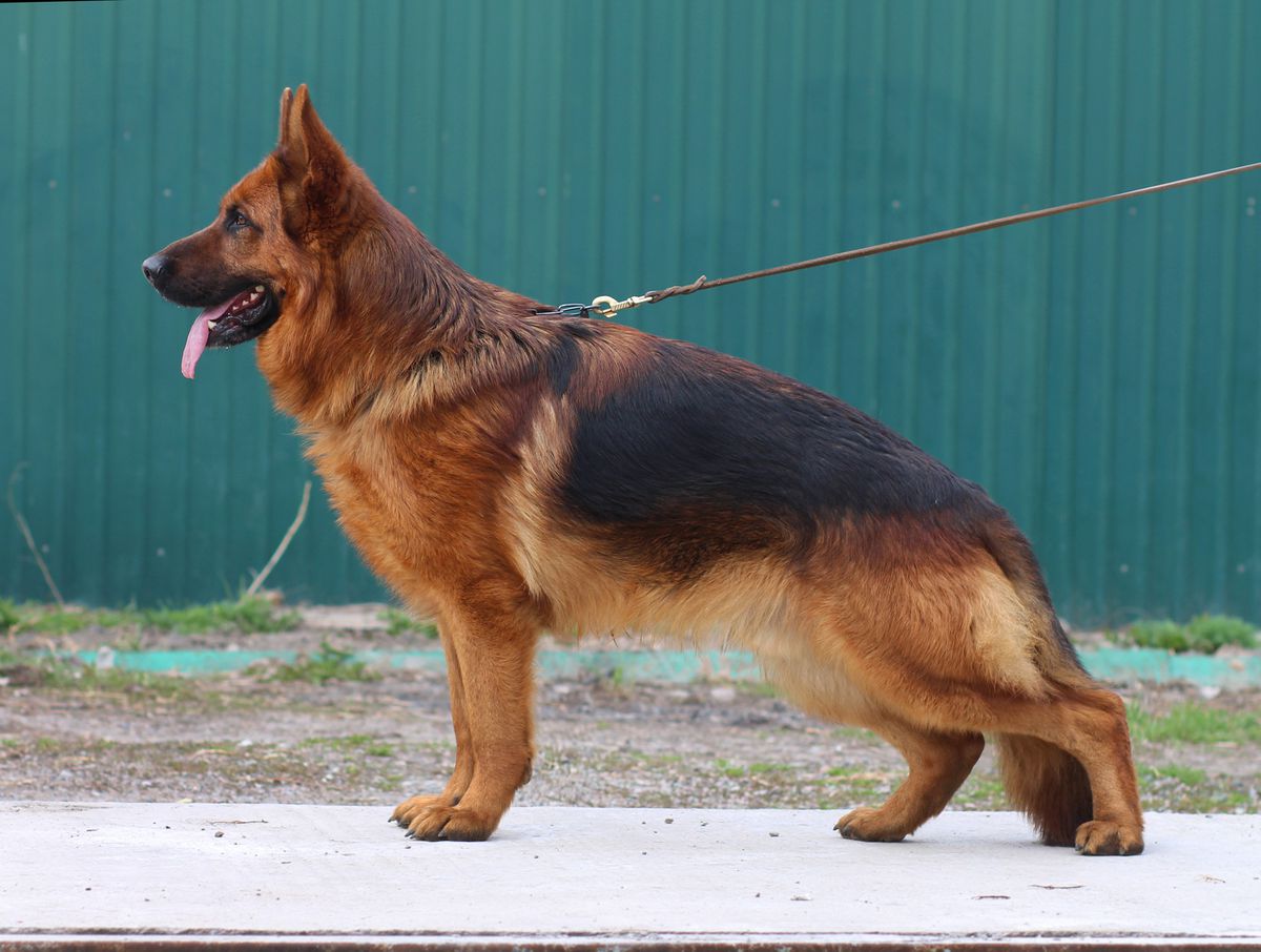 J CH KG, СH KZ, UZB, BG, BLR RAHIMZHAN DARLING DRAGO
