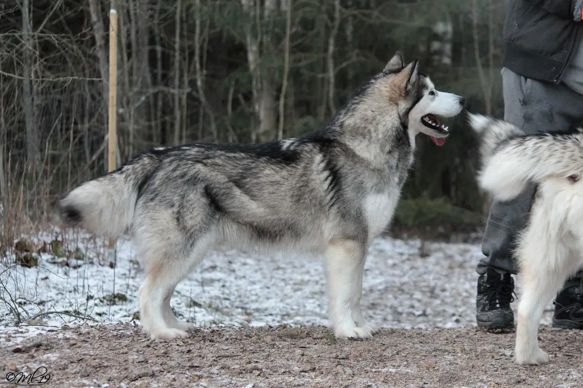 Tsaani Kivliktuk Quvianuq