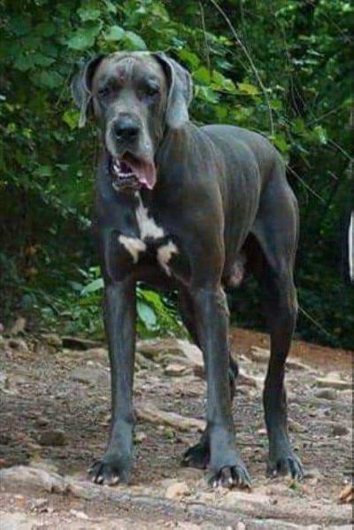 NEGD'S Wanted Dead Or Alive