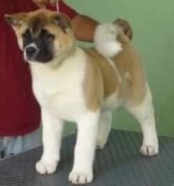 Sweet Potato (Mora/Cuevas)