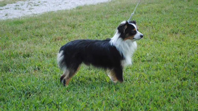 EGr. CH. Double M's Black Jack