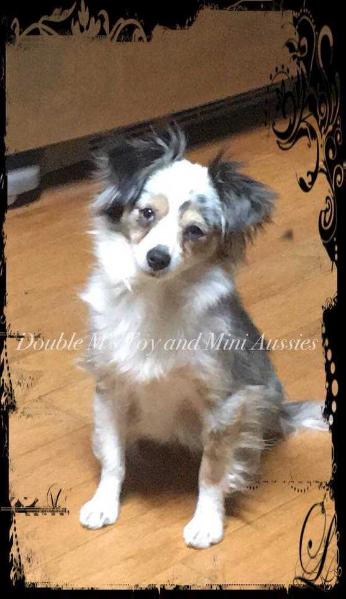 Two Y's Annie Get Your Gun