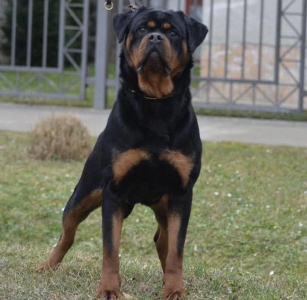 Dzuli Von Haus Drazic