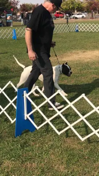 ABA GR CH. /ABRA CH. Vrouwenfelder/ WFO's Butch is a Bitch