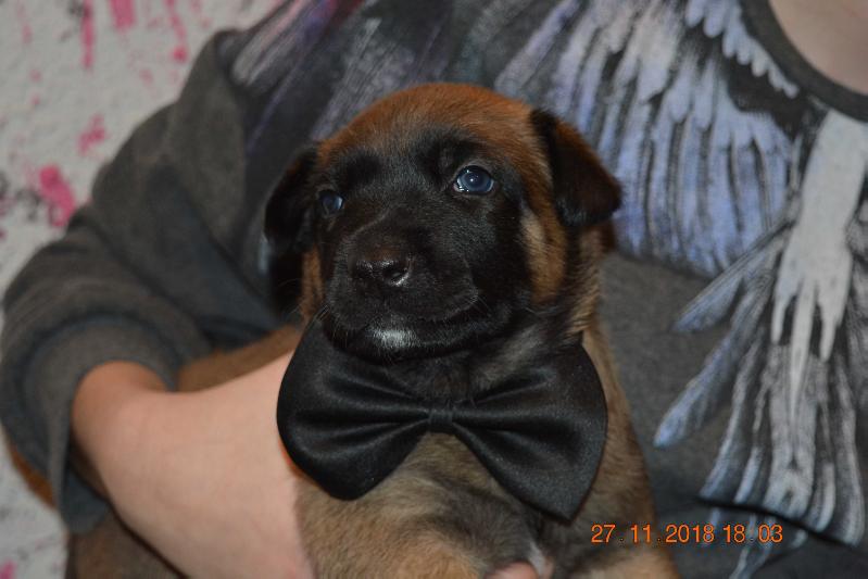 A‘Deky du Lupulard