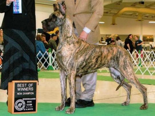 AKC Ch. Fontana Krisda's I'm Practically Magic At Griner