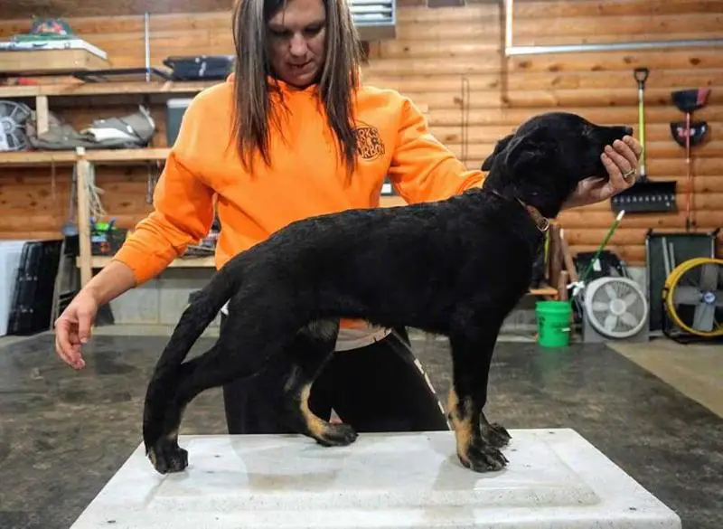 Benelli vom Adlerland