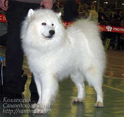 Beloe Chudo Hunto Kristoval