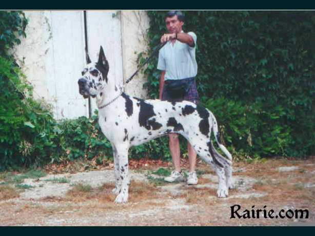 Iearling des Terres de la Rairie