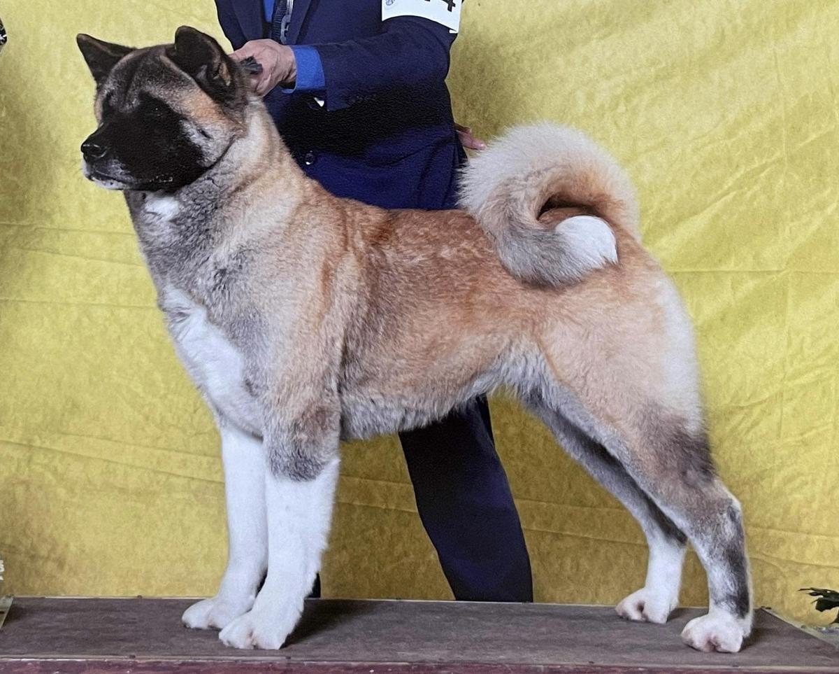 AKC CH. Excel Shu-Ku's Killer Queen