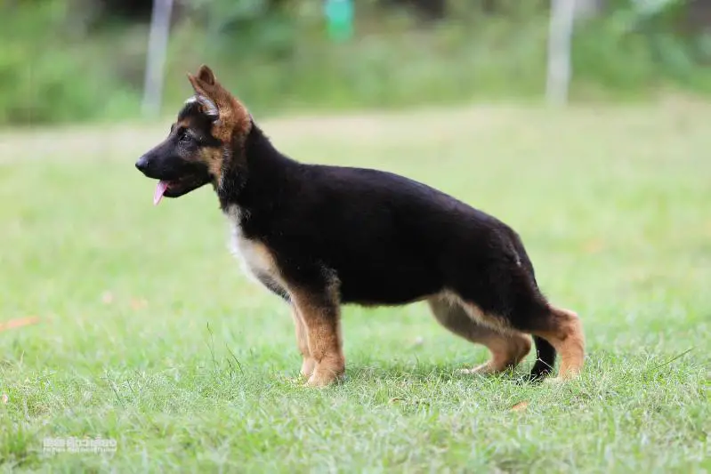 Paris vom Branch Mark