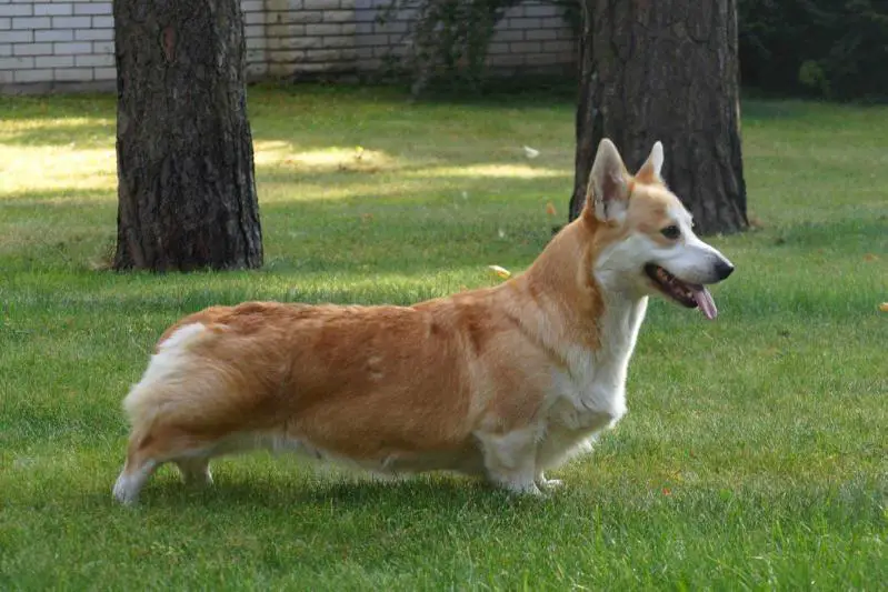 IntCh, MultyCh, MultyBISS, 4Cruft's Qualifications Dragonjoy April Love For Ingermanlandija