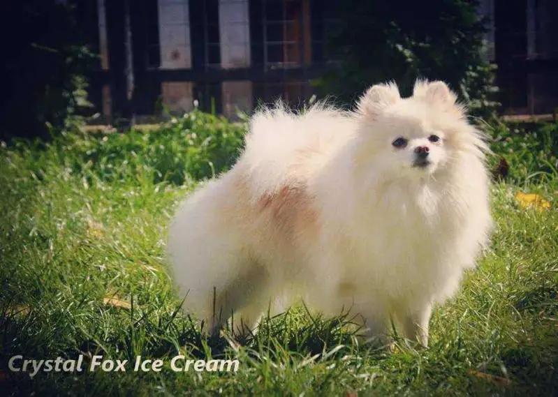 CH BG Crystal Fox Ice Cream